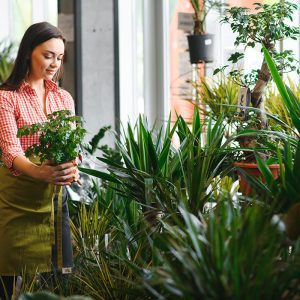 Indoor Plants