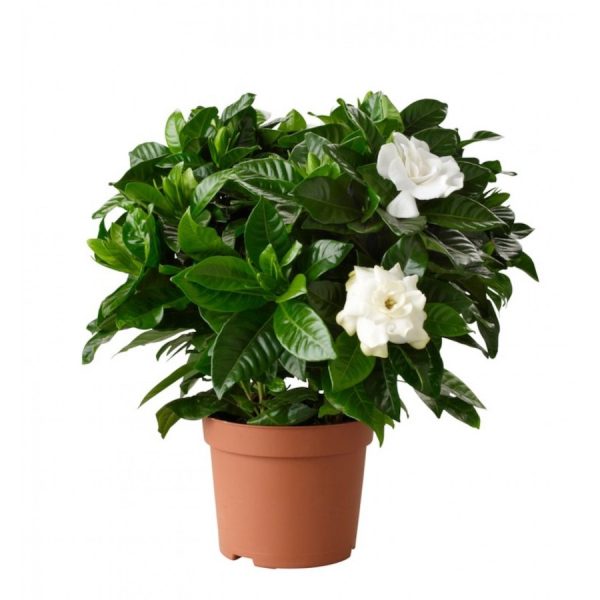 Gardenia jasminoides 1 1500x1500 1