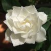 White Gardenia flower