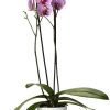 orchids phalainopsis 40e