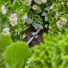 Πασσαλάκι Gardena Micro-drip 4,6mm