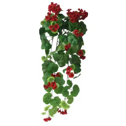 Ριζα βιγονια κοκκινη υ75cm. 6/48κιβ