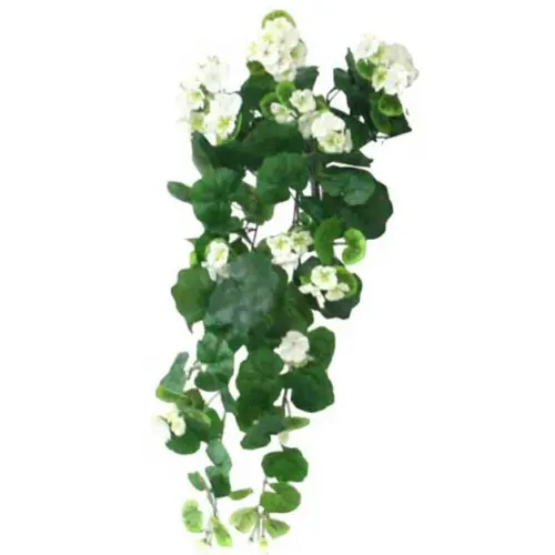 Ριζα βιγονια εκρου υ75cm. 6/48κιβ