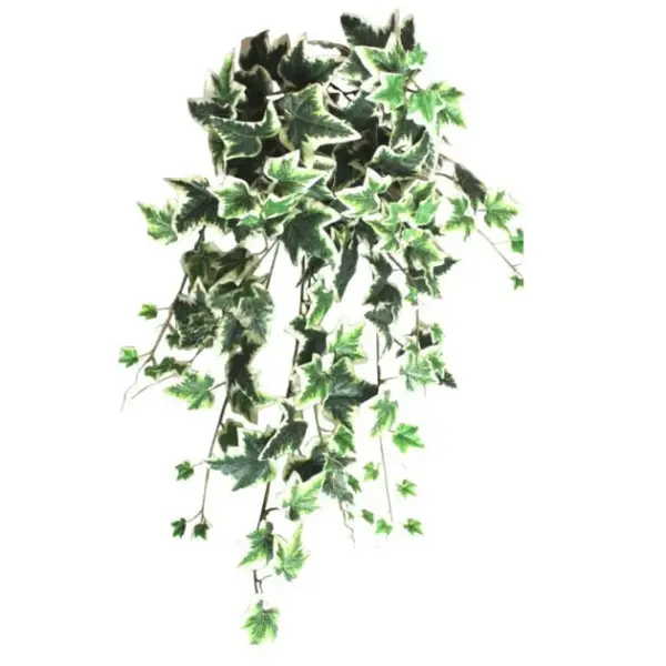 Ριζα κρεμαστη κισσοσ διχρωμοσ (138 φυλλα) υ90cm.12/48κιβ