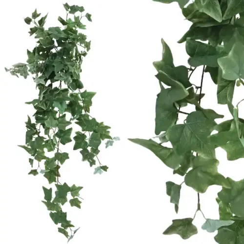 Ριζα κρεμαστη κισσοσ πρασινοσ υ100cm 1/100κιβ