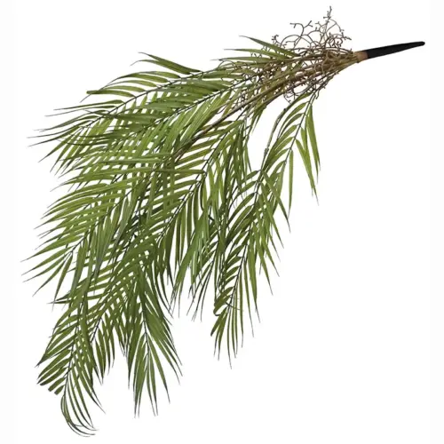 Ριζα κρεμαστη κεντια πρασινο - υ94cm 36/144κιβ