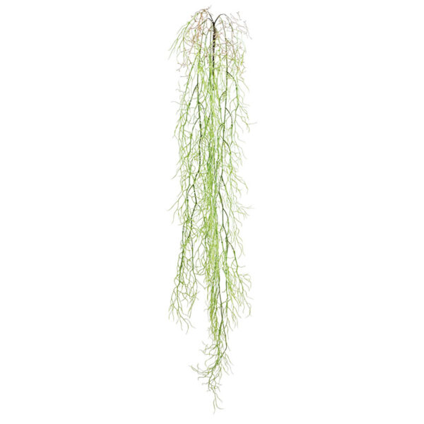 Ριζα κρεμαστη αεροφυτο λαχανι - υ138cm 36/144κιβ