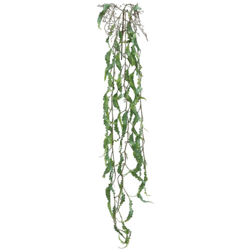 00-70028-3 Ριζα κρεμαστη χαπερζια λαχανι - υ136cm 36/144κιβ