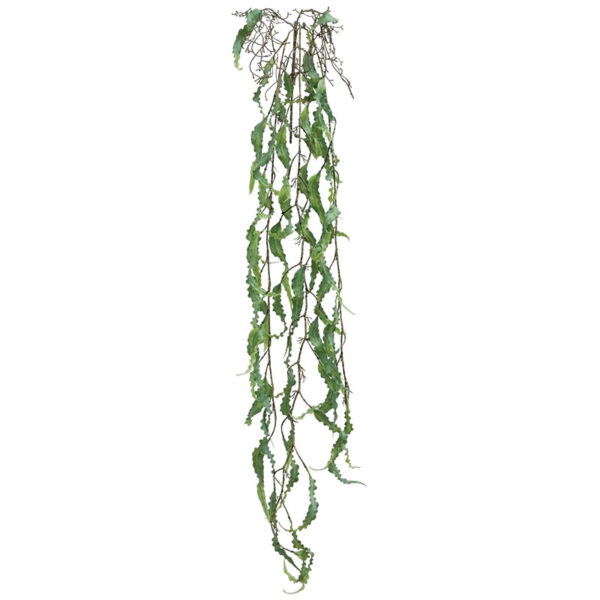 Ριζα κρεμαστη χαπερζια λαχανι - υ136cm 36/144κιβ