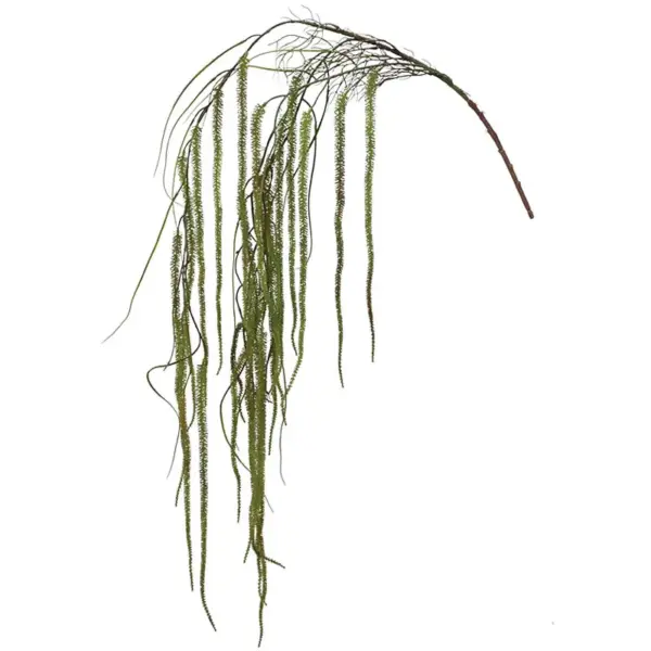 Ριζα κρεμαστη χαπερζια λαχανι - υ162cm 36/144κιβ
