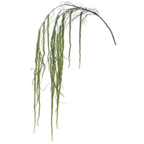 Ριζα κρεμαστη φτερηχαπερζια πρασινο - υ162cm 36/144κιβ