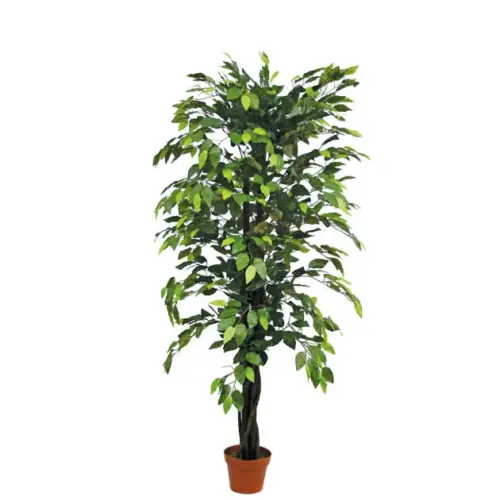 Δεντρο μπενζαμιν πρασινο σε γλαστρα - υ150cm 4/kib