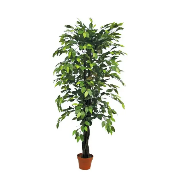 Δεντρο μπενζαμιν πρασινο σε γλαστρα - υ150cm 4/kib