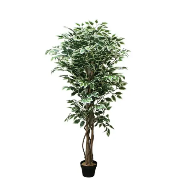 Δεντρο μπενζαμιν διχρωμο σε γλαστρα - υ150cm 4/kib