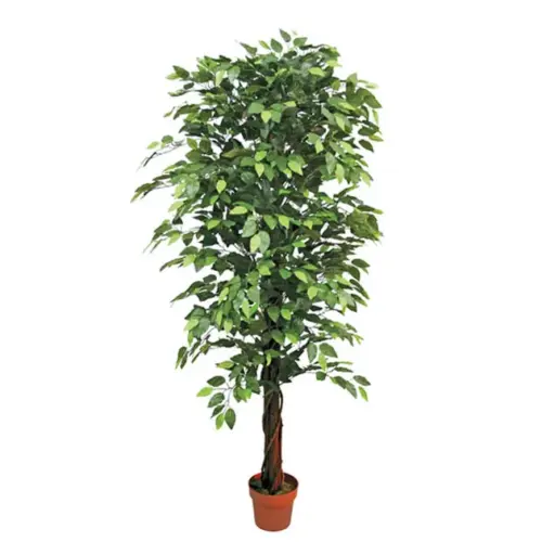 Δεντρο μπενζαμιν πρασινο σε γλαστρα - υ180cm 2/kib