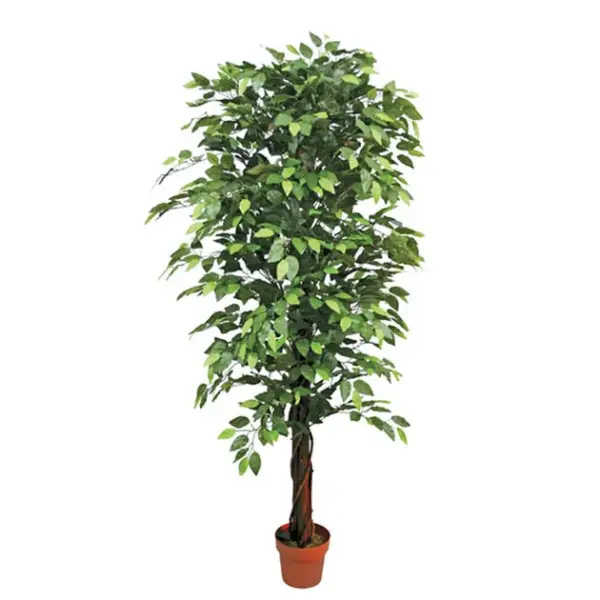 Δεντρο μπενζαμιν πρασινο σε γλαστρα - υ180cm 2/kib