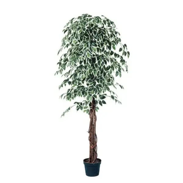Δεντρο μπενζαμιν διχρωμο σε γλαστρα - υ180cm 2/kib