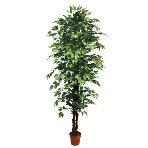 Δεντρο μπενζαμιν πρασινο σε γλαστρα - υ210cm 2/kib