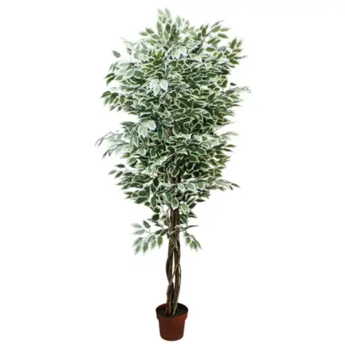 Δεντρο μπενζαμιν διχρωμο σε γλαστρα - υ210cm 2/kib
