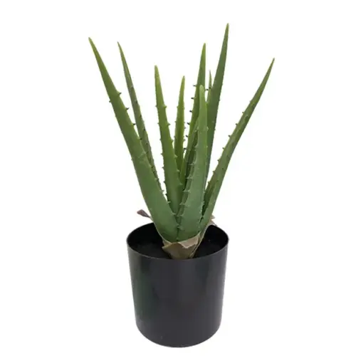 Φυτο αλοη 11lvs σε γλαστρα l:17xh:36cm 6κιβ