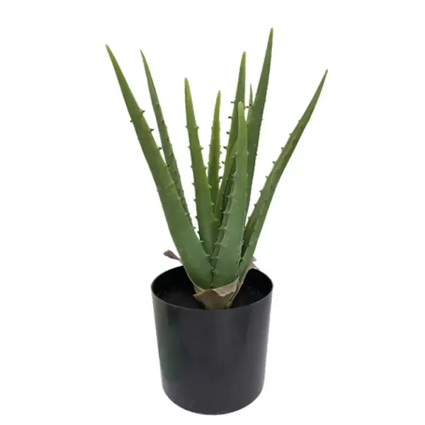 Φυτο αλοη 11lvs σε γλαστρα l:17xh:36cm 6κιβ