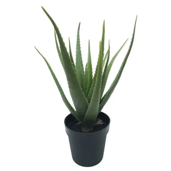 Φυτο αλοη 19lvs σε γλαστρα l:43xh:61cm 4κιβ