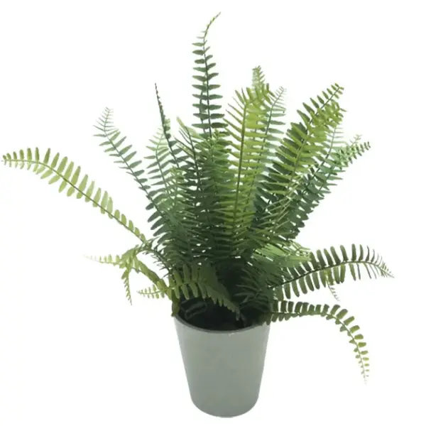 Φυτο φτερη σε κασπω πλαστικο - υ45cm 6/κιβ