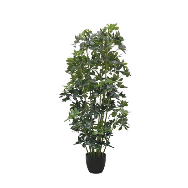 Δεντρο σεφλερα σε κασπω - υ140cm 2/kib