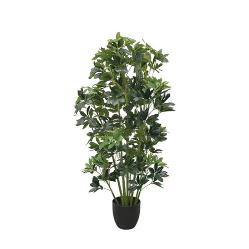 Δεντρο σεφλερα σε κασπω - υ120cm 2/kib