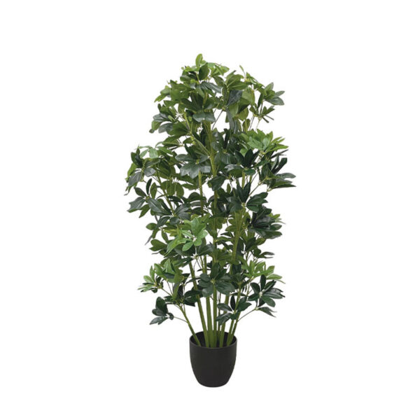 Δεντρο σεφλερα σε κασπω - υ120cm 2/kib