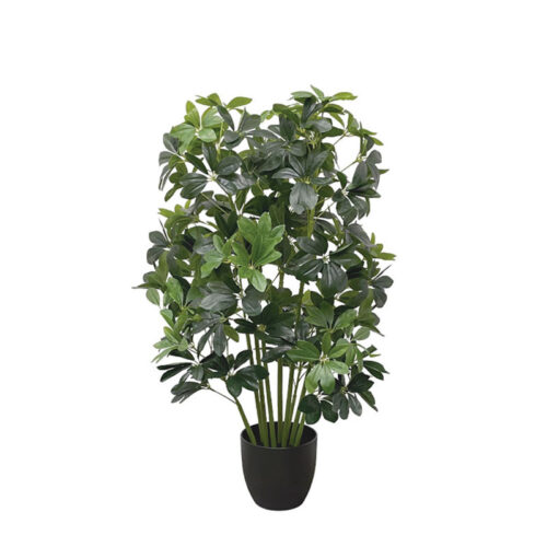 Δεντρο σεφλερα σε κασπω - υ95cm 2/kib
