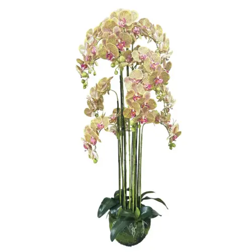 Φυτο ορχιδεα λαχανι με ροζ ριγεσ ανθη real touch - υ135cm 1/kib