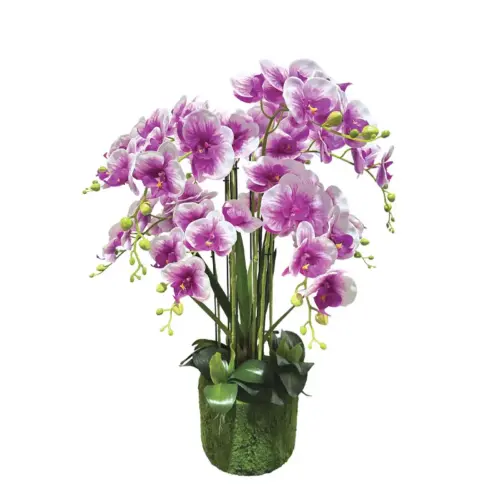 Φυτο ορχιδεα διχρωμη μωβ/λευκα ανθη real touch - υ80cm 1/κιβ
