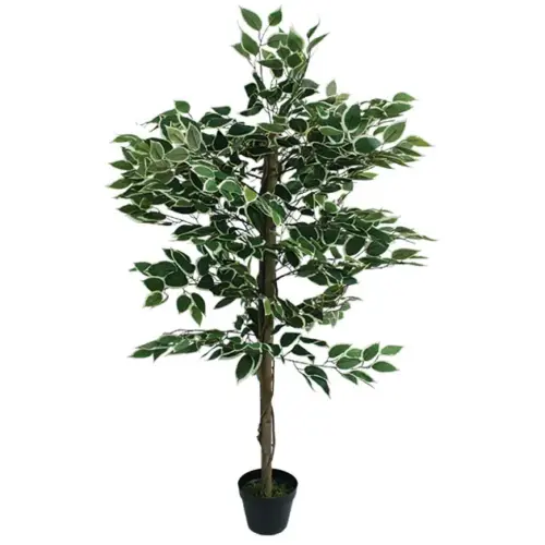 Δεντρο διχρωμο μπενζαμιν σε γλαστρα - υ120cm 4/κιβ