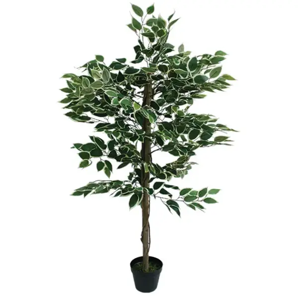 Δεντρο διχρωμο μπενζαμιν σε γλαστρα - υ120cm 4/κιβ
