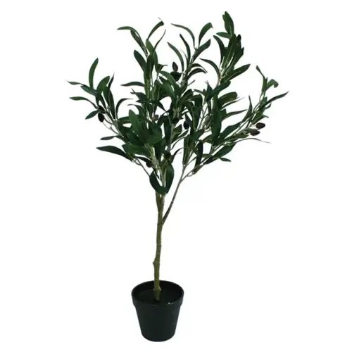 Δεντρο ελιασ σε γλαστρα - υ65cm 6/72κιβ