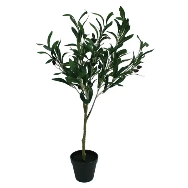 Δεντρο ελιασ σε γλαστρα - υ65cm 6/72κιβ