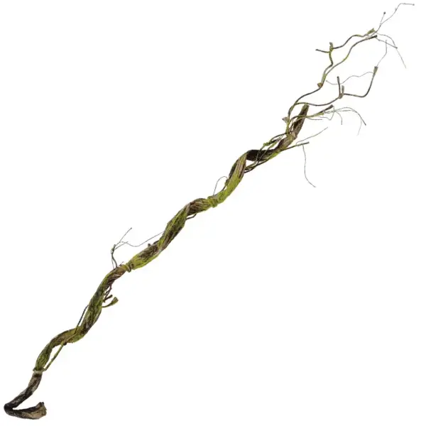 Κλαρα πρασινο/καφε φυσικο τικ - υ110cm 48κιβ