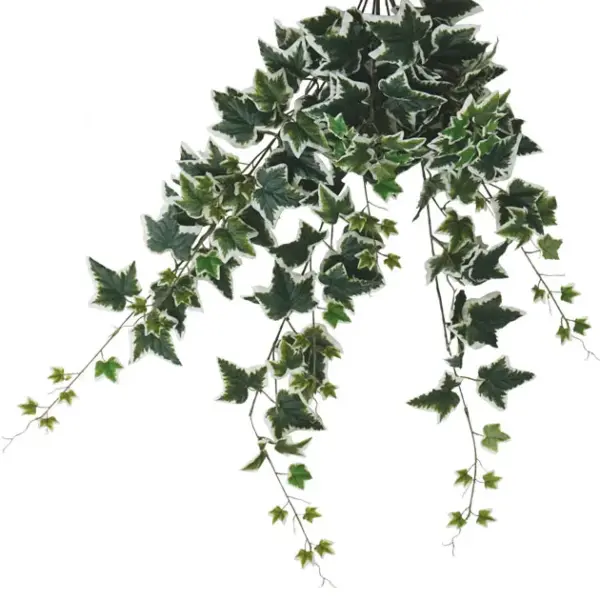 Ριζα κρεμαστη κισσοσ διχρωμοσ (174 φυλλα) υ100cm. 12/72κιβ