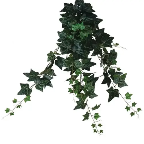 Ριζα κρεμαστη κισσοσ πρασινοσ (174 φυλλα) υ100cm. 12/72κιβ