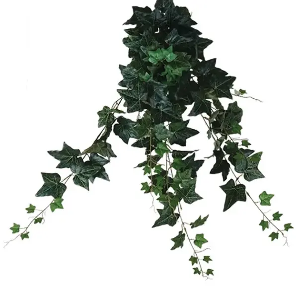 Ριζα κρεμαστη κισσοσ πρασινοσ (174 φυλλα) υ100cm. 12/72κιβ