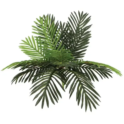 Ριζα φυλλο τσικασ υ55cm 12/72kib