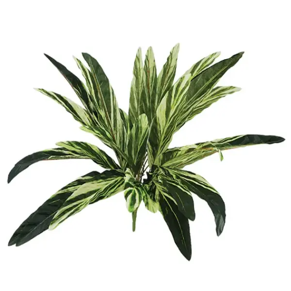 Ριζα φυλλο δρακαινασ - υ58cm 24/144kib