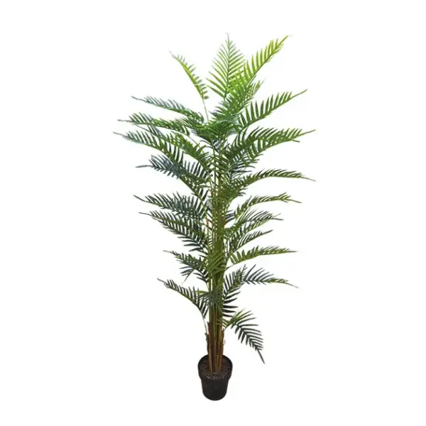 Δεντρο κεντια touch σε γλαστρα - υ180cm 4/κιβ