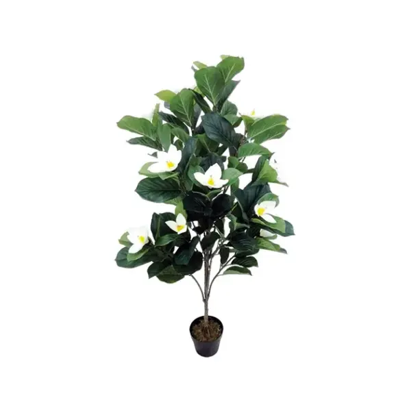 Δεντρο μανωλια εκρου ανθη σε γλαστρα - υ140cm 1/2kib