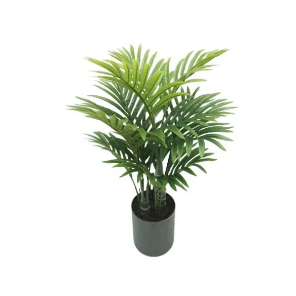 Δεντρο κεντια σε κασπω - υ55cm 1/12kib