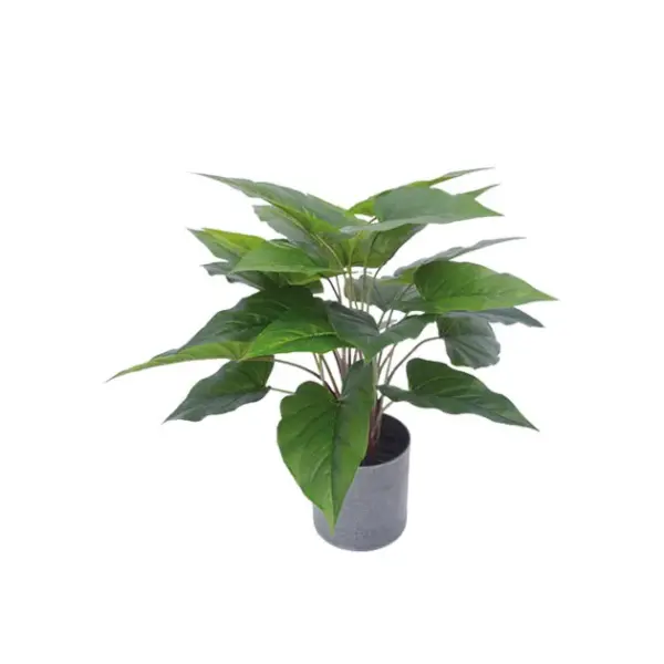 Φυτο ανθουριο πρασινο σε κασπω - υ45cm 1/6kib