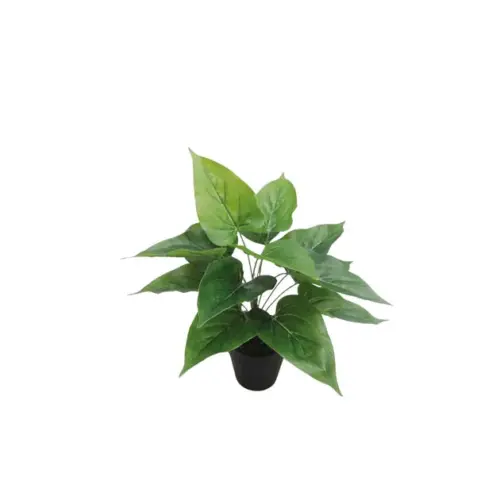 Φυτο ανθουριο πρασινο σε γλαστρα - υ30cm 6/36kib