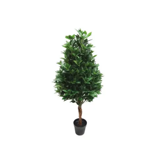 Δεντρο δαφνη τριγωνικη σε γλαστρα - υ130cm 2/kib