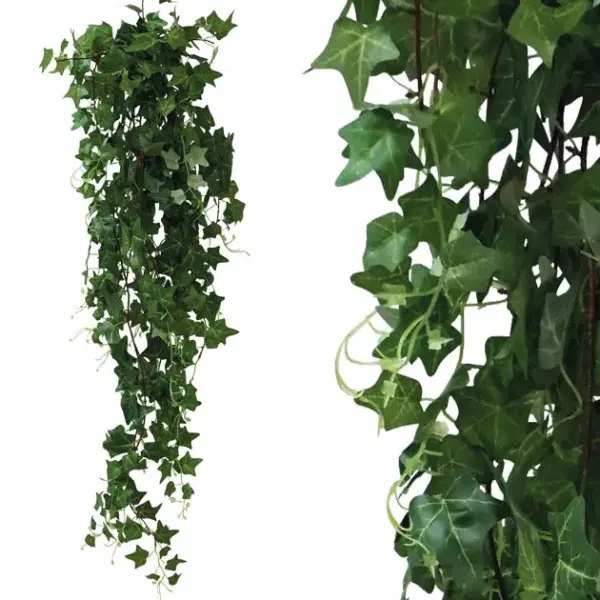 Ριζα κρεμαστη κισσοσ μεγαλοσ πρασινοσ υ130cm 12/72kib